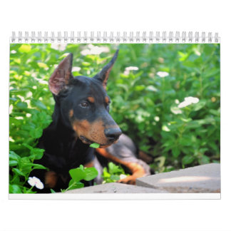 Doberman Puppy Calendar bijgewerkt in 2012 Kalender