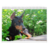 Doberman Puppy Calendar Kalender (Hoes)