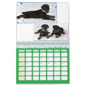 Doberman Puppy Calendar Kalender (Mar 2027)
