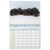 Doberman Puppy Calendar Kalender (Feb 2027)