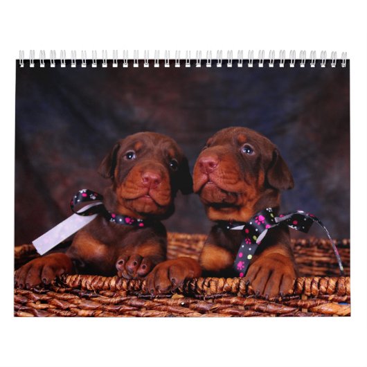 Doberman Puppy Calendar Kalender (Hoes)