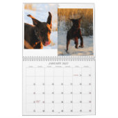 Doberman Puppy Calendar Kalender (Jan 2027)