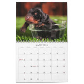 Doberman Puppy Calendar Kalender (Mar 2026)