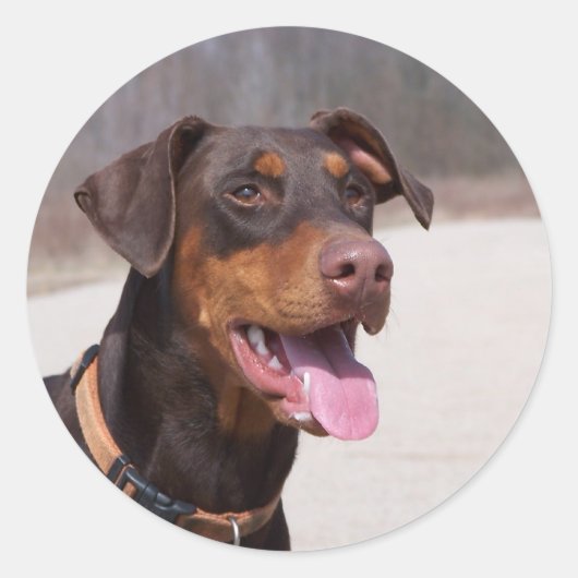 Doberman Ronde Sticker (Voorkant)
