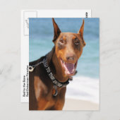 Doberman - Rood - Slecht voor botten Briefkaart (Voorkant / Achterkant)