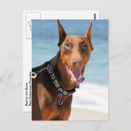 Doberman - Rood - Slecht voor botten Briefkaart (Voorkant / Achterkant)