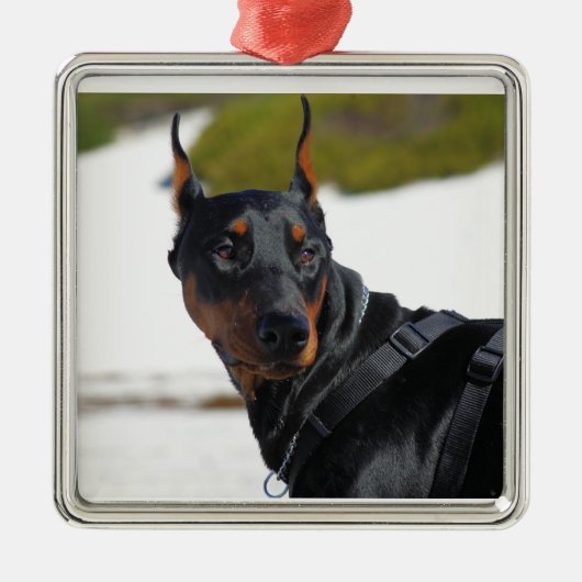 Doberman - Zwart - Bogie Metalen Ornament (Voorkant)
