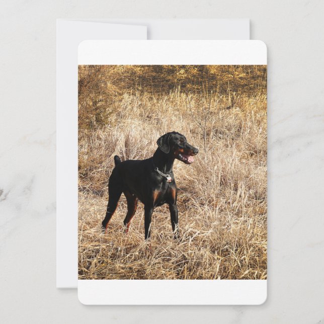 Dobermann_Bruno.nl (Voorkant)