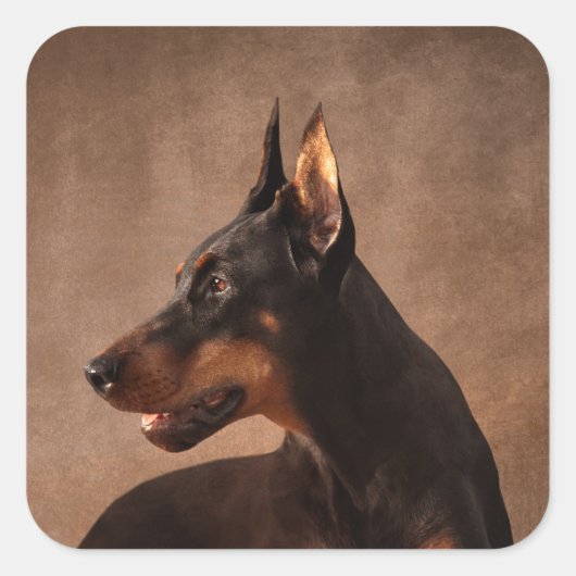 Dobermann - Doberman Pinscher Vierkante Sticker (Voorkant)