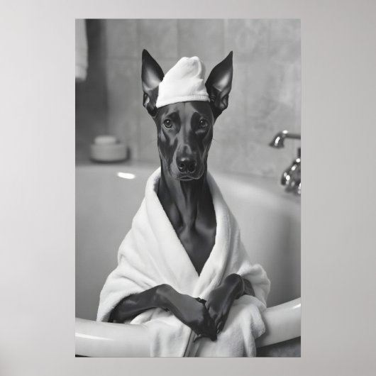 Dobermann in badjas, Grappige badkamer kunst Poster (Voorkant)