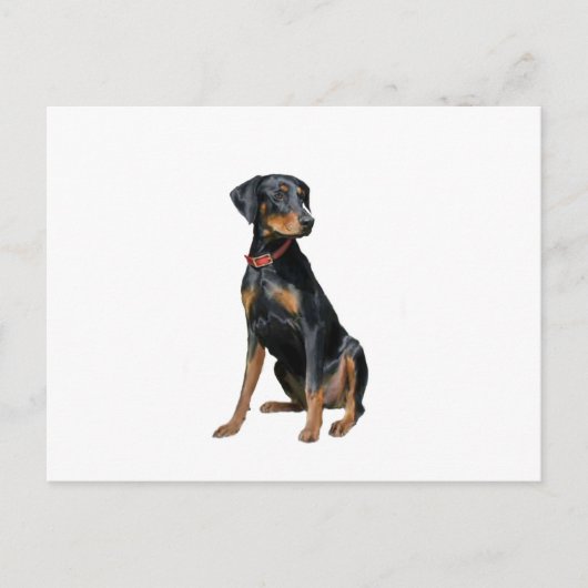 Dobermann (natuurlijk) briefkaart (Voorkant)