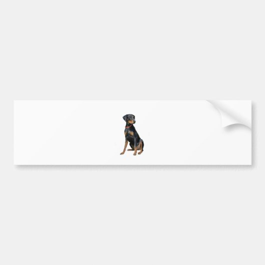 Dobermann Pincher (natuurlijk) Bumpersticker (Voorkant)