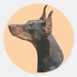 Dobermann Pinscher hoofd- rode/zwarte Sticker