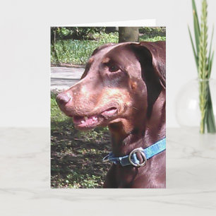 Dobermann Pinscher Rood Kaart