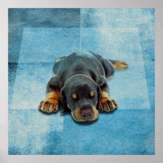 Dobermann Puppy - Doberman Pinscher Poster (Voorkant)
