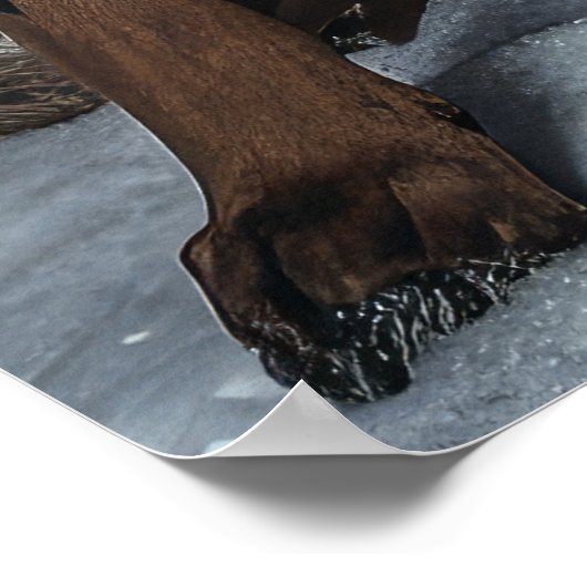 Dobermann Sneeuw slee Kerst decoratie  (Hoek)