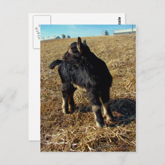 Dobie A Billy Goat Kind Briefkaart (Voorkant / Achterkant)