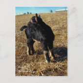 Dobie A Billy Goat Kind Briefkaart (Voorkant)