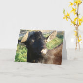 Dobie de Alpen Billy Kaart (Gele Bloem)