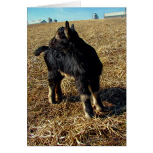 Dobie the Goat Kind