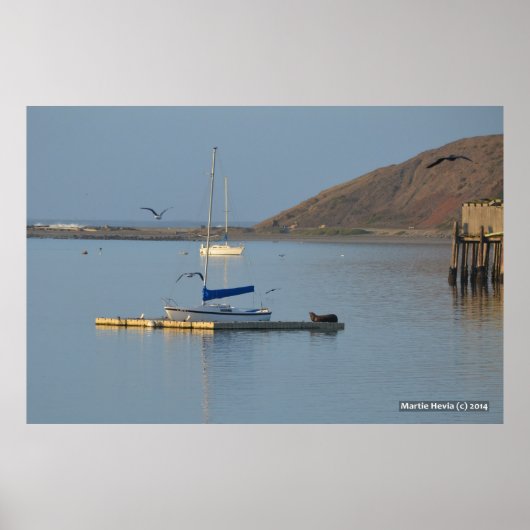 Dock Seal Wakes Poster (Voorkant)