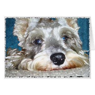 DOD: Mini German Schnauzer So Cute