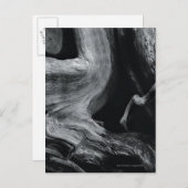 Dode boomstam briefkaart (Voorkant / Achterkant)