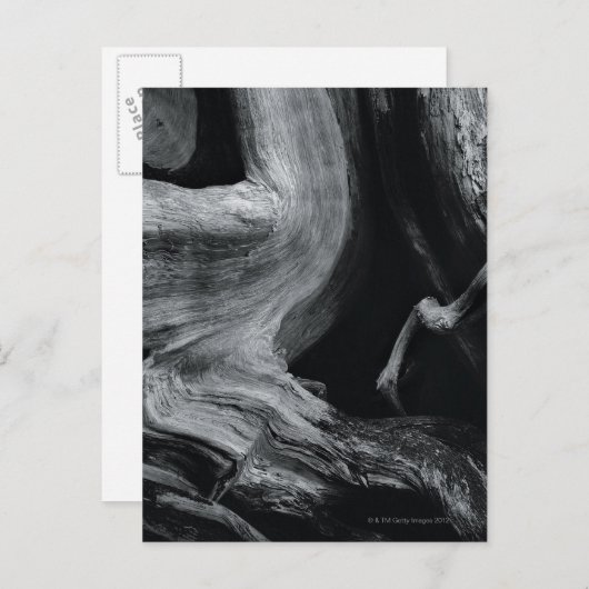 Dode boomstam briefkaart (Voorkant / Achterkant)