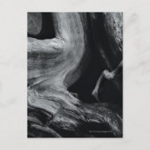 Dode boomstam briefkaart (Voorkant)