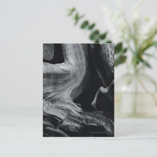 Dode boomstam briefkaart (Staand voorkant)