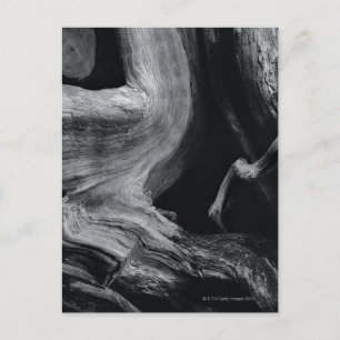 Dode boomstam briefkaart