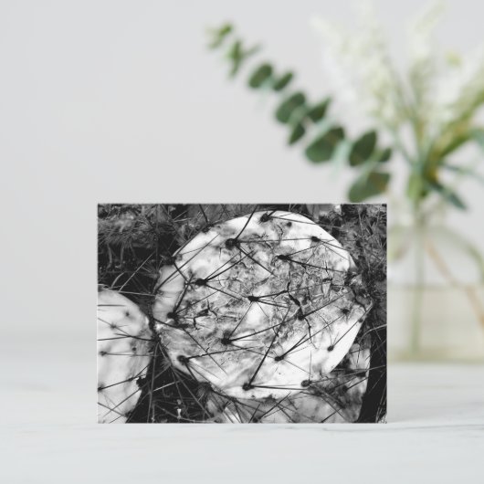 dode cactus briefkaart (Staand voorkant)
