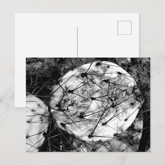 dode cactus briefkaart (Voorkant / Achterkant)