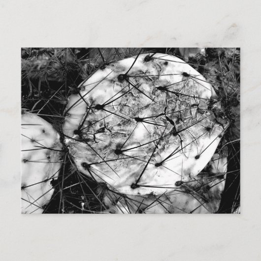 dode cactus briefkaart (Voorkant)