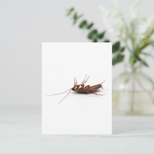 Dode cockroach briefkaart (Staand voorkant)