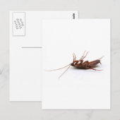Dode cockroach briefkaart (Voorkant / Achterkant)