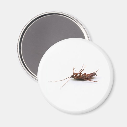 Dode cockroach magneet (Voorkant / Achterkant)