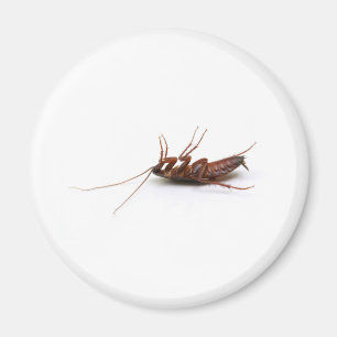 Dode cockroach magneet