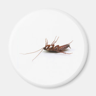 Dode cockroach magneet