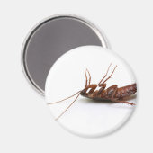 Dode cockroach magneet (Voorkant / Achterkant)