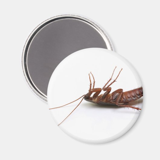 Dode cockroach magneet (Voorkant / Achterkant)