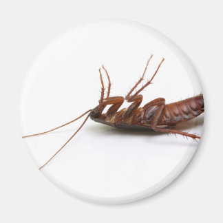 Dode cockroach magneet