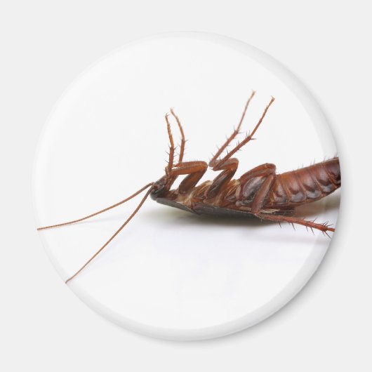 Dode cockroach magneet (Voorkant)