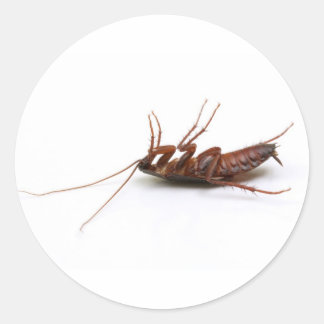 Dode cockroach ronde sticker