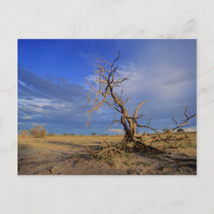 Dode Kameeldoring (Acacia Erioloba) Boom Briefkaart