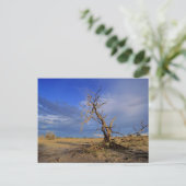 Dode Kameeldoring (Acacia Erioloba) Boom Briefkaart (Staand voorkant)