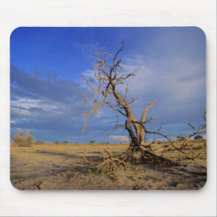 Dode Kameeldoring (Acacia Erioloba) Boom Muismat
