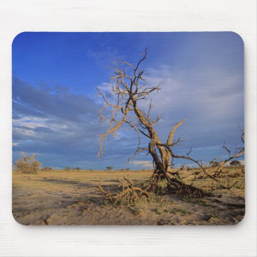 Dode Kameeldoring (Acacia Erioloba) Boom Muismat (Voorkant)