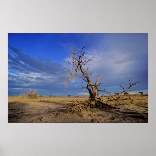 Dode Kameeldoring (Acacia Erioloba) Boom Poster (Voorkant)