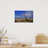 Dode Kameeldoring (Acacia Erioloba) Boom Poster (Keuken)